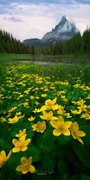 Ruud Engels | Photography | Bloemetjes bij Lagos d'Antorno
