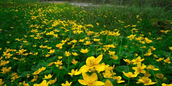 Ruud Engels | Photography | Bloemetjes bij Lagos d'Antorno