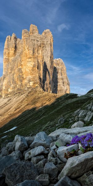 Ruud Engels | Photography | Bergbloemetje