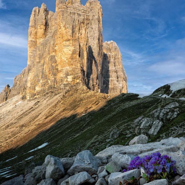 Ruud Engels | Photography | Bergbloemetje