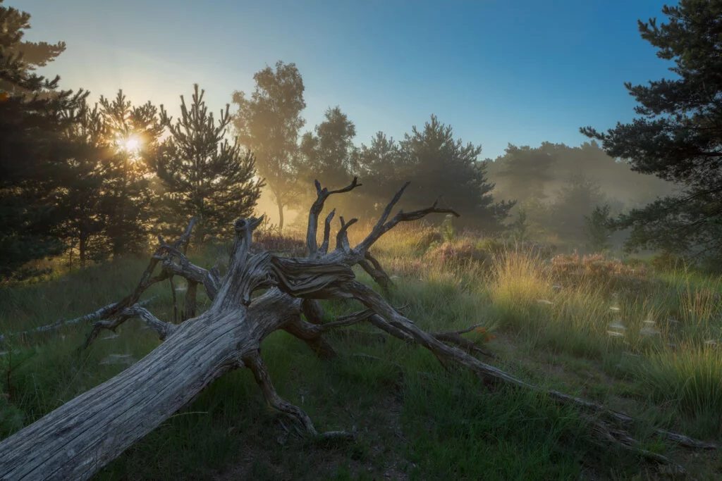 Ruud Engels | Photography | Kampina Boomstam