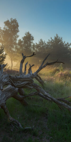 Ruud Engels | Photography | Kampina Boomstam