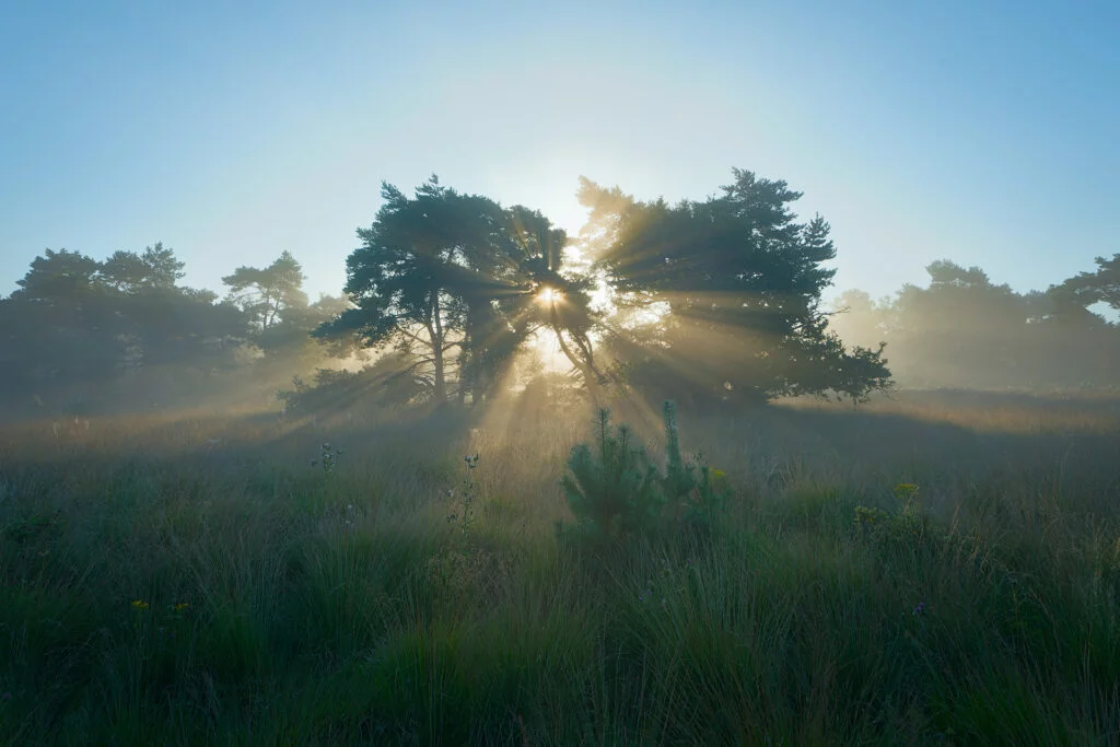 Ruud Engels | Photography | Kampina Zonneharpen