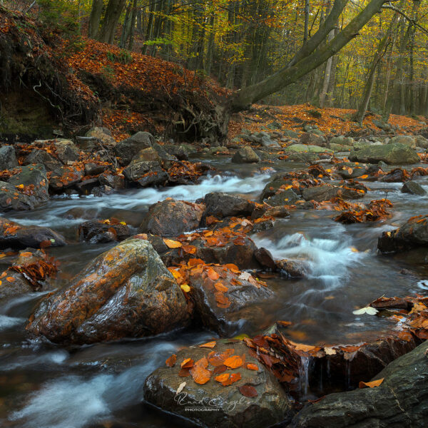 Ruud Engels | Photography | Herfst in La Hoëgne