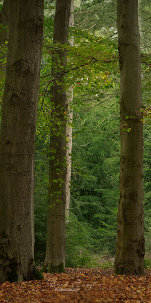 Ruud Engels | Photography | Herfst in de Baest