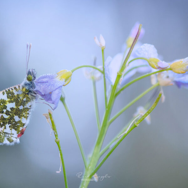 Ruud Engels | Photography | Oranjetipje De Brand