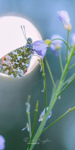 Ruud Engels | Photography | Oranjetipje De Brand