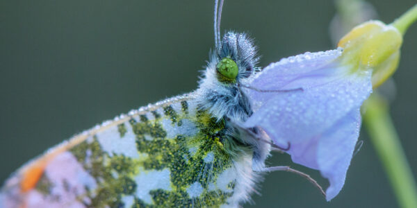 Ruud Engels | Photography | Oranjetipje De Brand