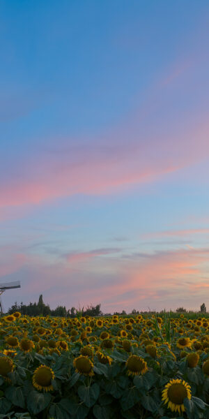 Ruud Engels | Photography | Zonnebloemen Kerhovense Molen Oisterwijk