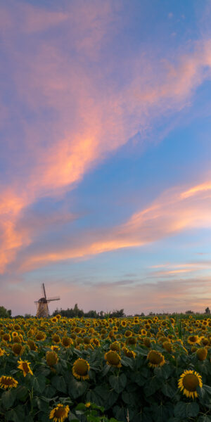 Ruud Engels | Photography | Zonnebloemen en Gekleurde Lucht Kerhovense Molen Oisterwijk