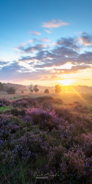Ruud Engels - Photography - Zonsopkomst Kampina Heide