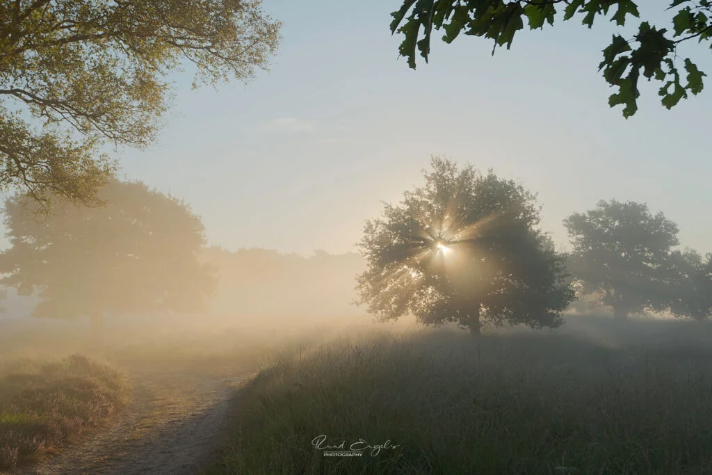 Ruud Engels | Photography | Zonsopkomst Mist Kampina 05-WEB