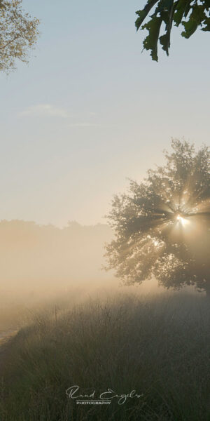 Ruud Engels | Photography | Zonsopkomst Mist Kampina 05-WEB