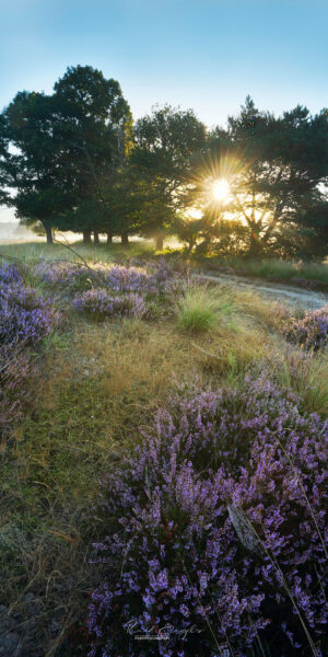 Ruud Engels | Photography | Zonsopkomst boven de Paarse Heide