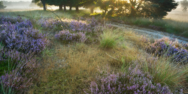 Ruud Engels | Photography | Zonsopkomst boven de Paarse Heide