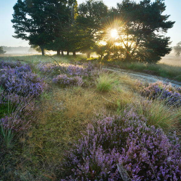 Ruud Engels | Photography | Zonsopkomst boven de Paarse Heide