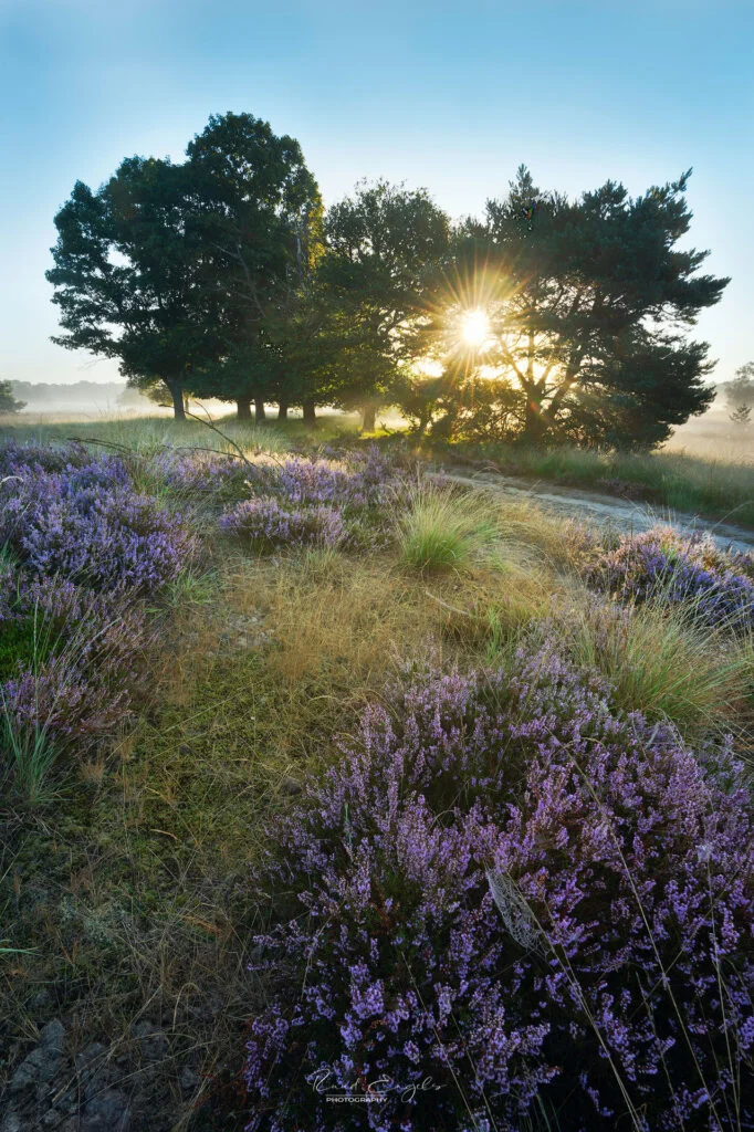 Ruud Engels | Photography | Zonsopkomst boven de Paarse Heide