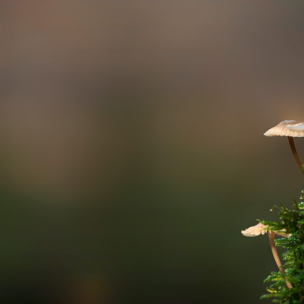 Boompaddestoel Sparrenrijk