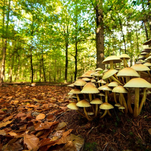 Kabouterflat Sparrenrijk