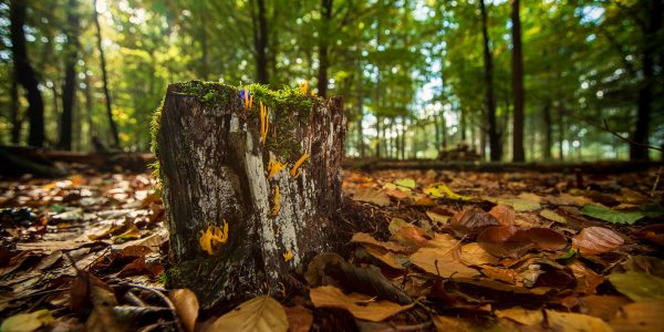 Koraalzwam Sparrenrijk