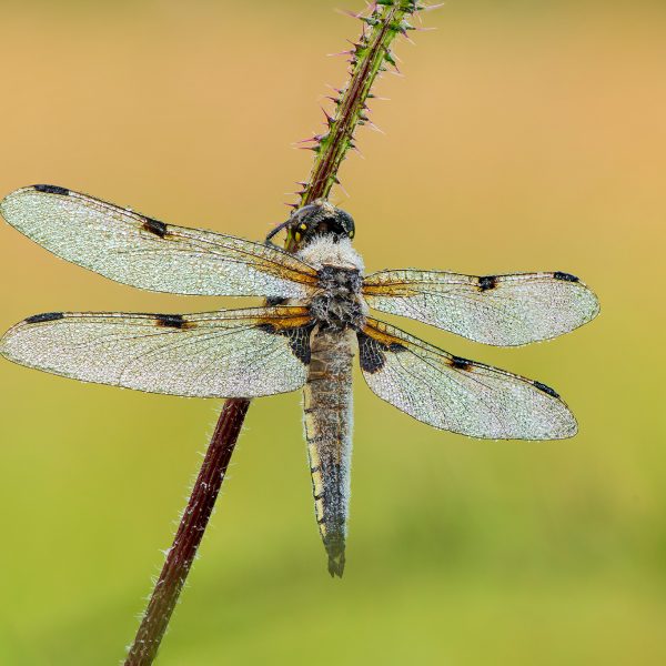 Viervlek Libelle