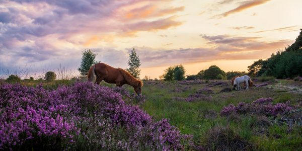Kampina Zonsondergang Paarden