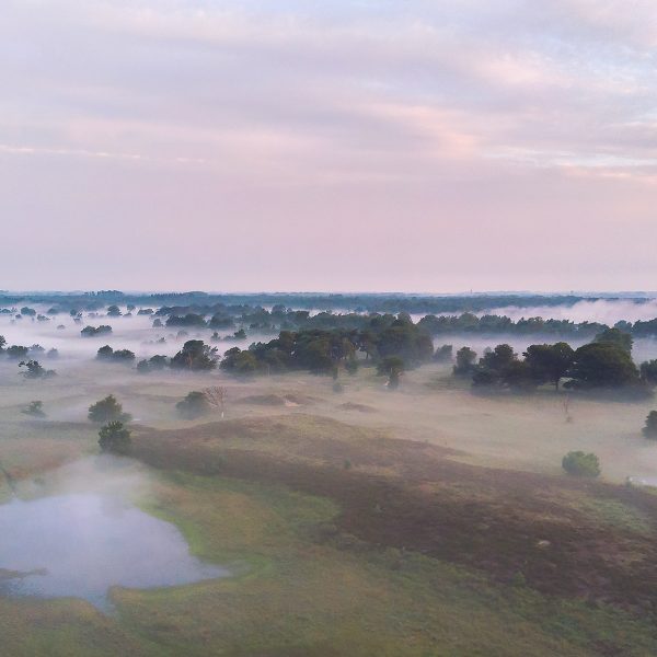 Mistige morgen Kampina