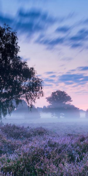 Paarse lucht met mist op de Kampina