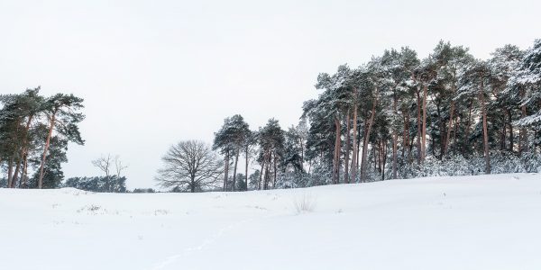 Kampina Bosrand in de sneeuw