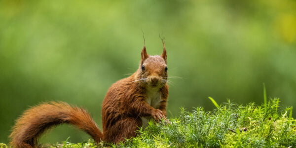 Ruud Engels | Photography | Eekhoorn