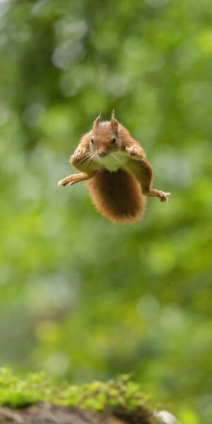 Ruud Engels | Photography | Vliegende Eekhoorn