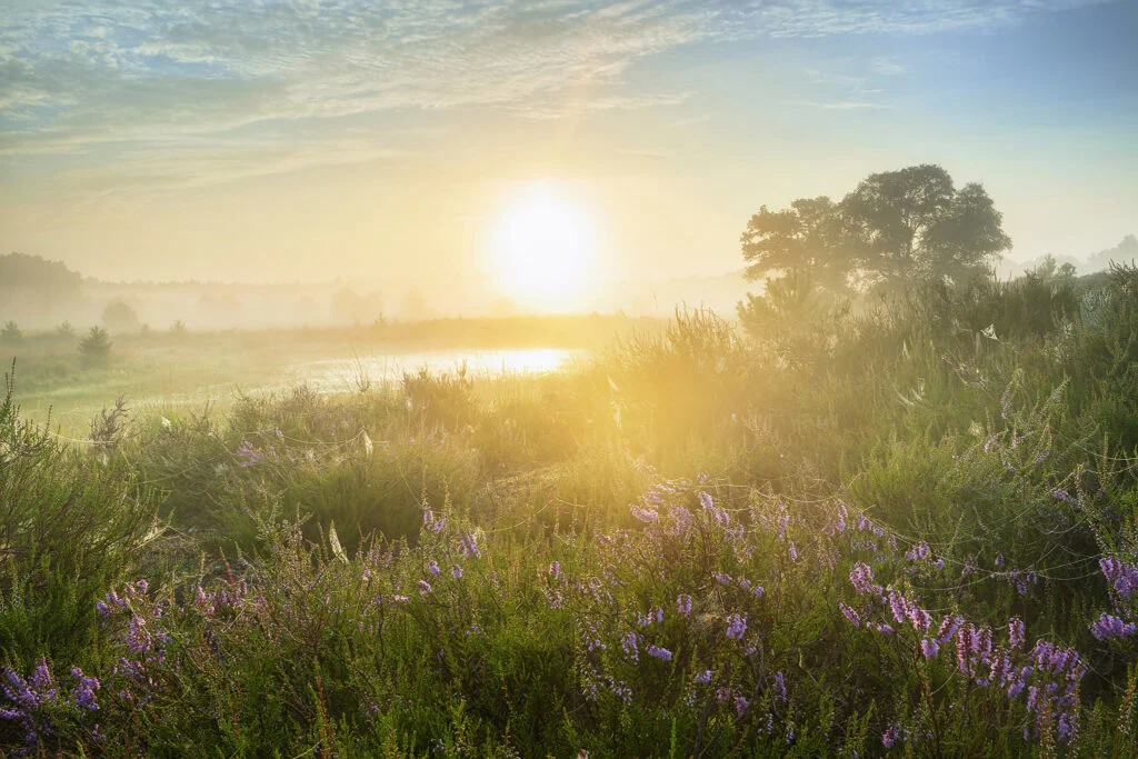 Ruud Engels | Photography | Paarse Heide bij zonsopkomst