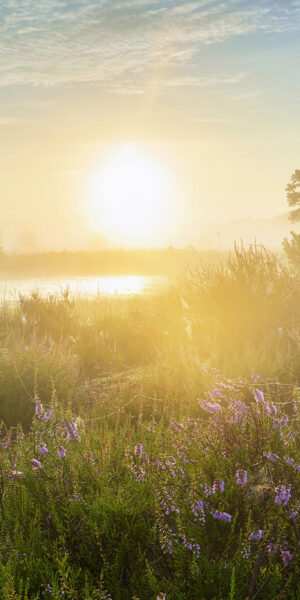Ruud Engels | Photography | Paarse Heide bij zonsopkomst