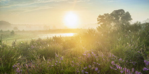 Ruud Engels | Photography | Paarse Heide bij zonsopkomst