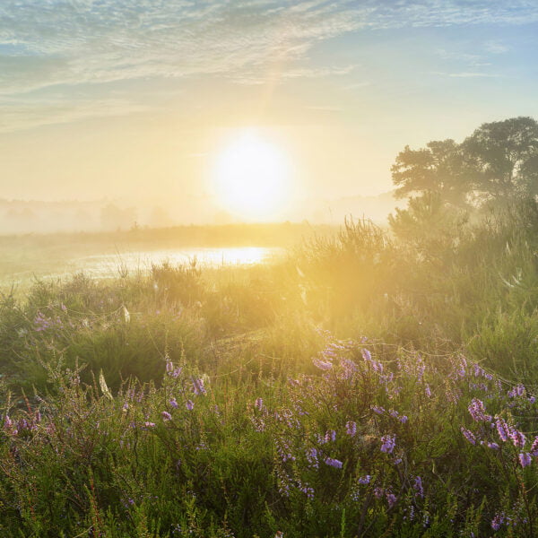 Ruud Engels | Photography | Paarse Heide bij zonsopkomst