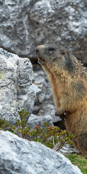 Ruud Engels | Photography | Bergmarmot Passo Valparola