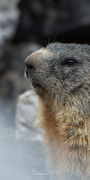 Ruud Engels | Photography | Bergmarmot Passo Valparola