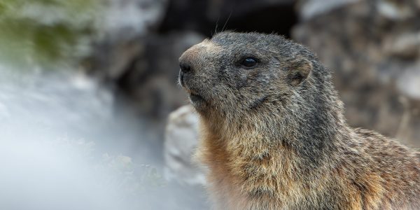 Ruud Engels | Photography | Bergmarmot Passo Valparola