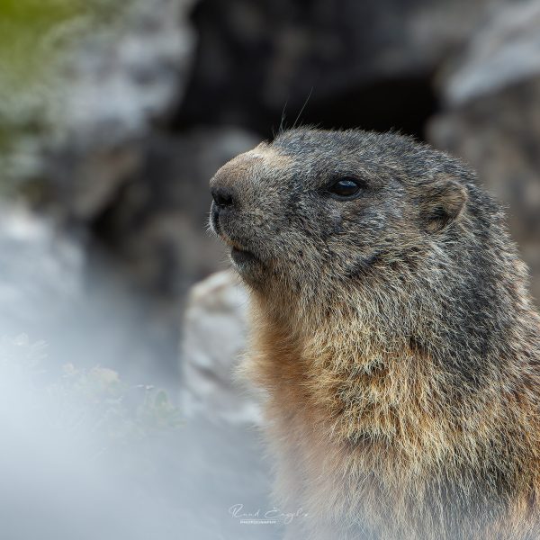 Ruud Engels | Photography | Bergmarmot Passo Valparola