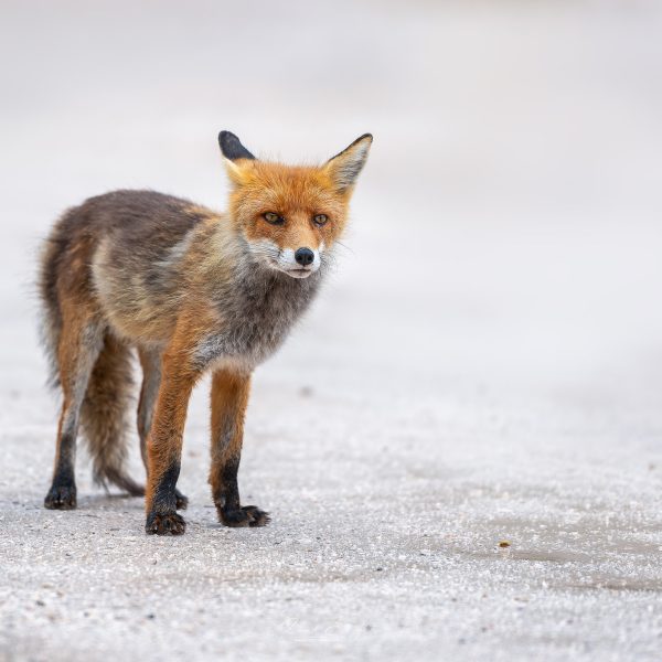 Ruud Engels | Photography | Vos Cinque Torri