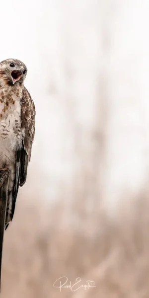 Ruud Engels | Photography | Buizerd