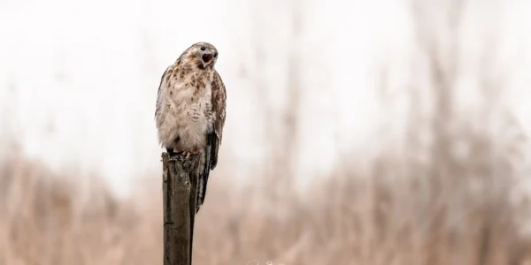 Ruud Engels | Photography | Buizerd