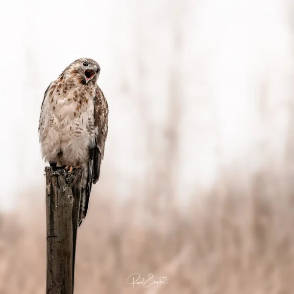 Ruud Engels | Photography | Buizerd