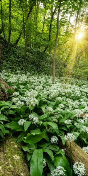 Ruud Engels | Photography | Daslook