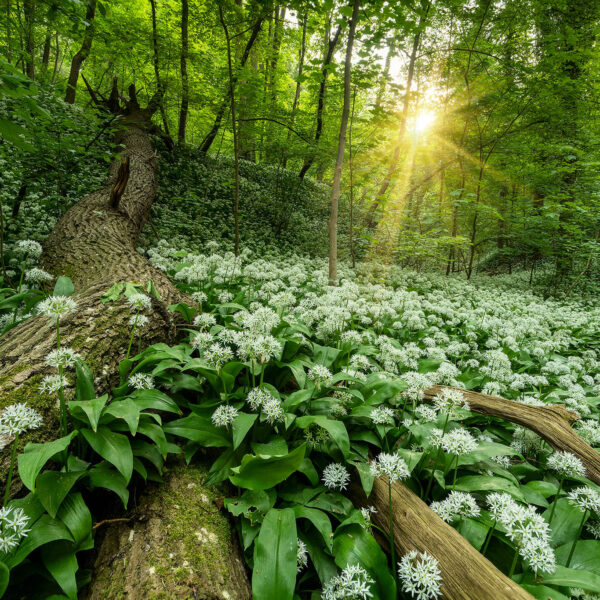 Ruud Engels | Photography | Daslook