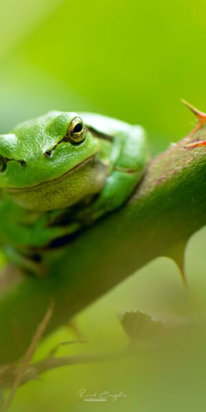 Ruud Engels | Photography | Boomkikkers De Brand