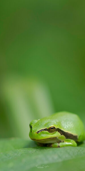 Ruud Engels | Photography | Boomkikkers De Mortelen