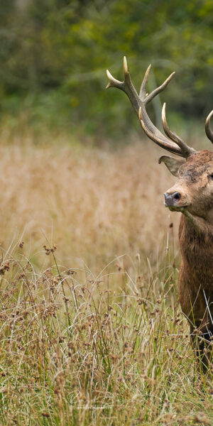 Ruud Engels | Photography | Edelherten De Mortelen