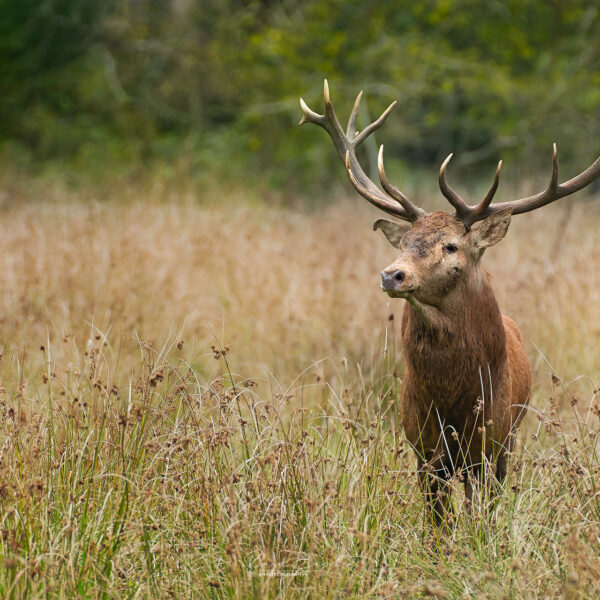Ruud Engels | Photography | Edelherten De Mortelen