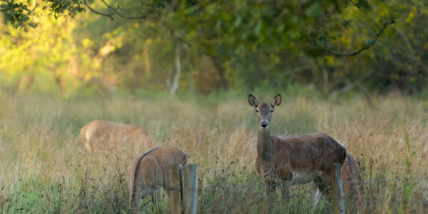 Ruud Engels | Photography | Edelherten De Mortelen